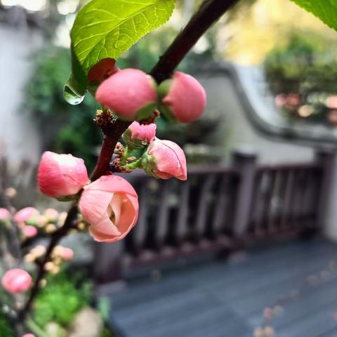 海棠赋