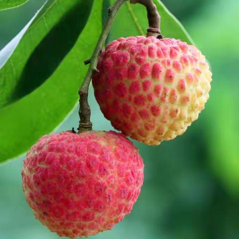 《长安的荔枝》看后稍感
