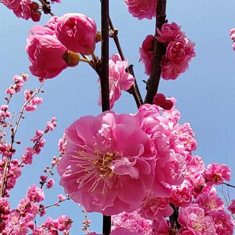 建平春色