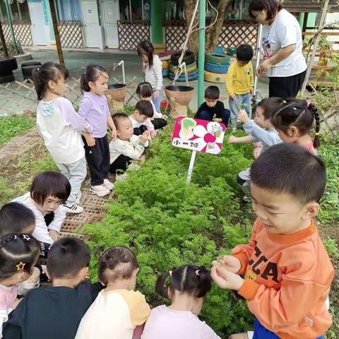 弯塘路幼儿园小一班与胡萝卜的相遇