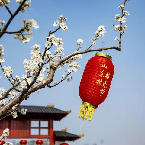 山东村赏梨花
