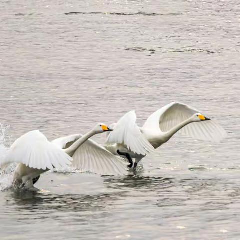 天鹅湖——一个让摄影人魂牵梦萦的地方