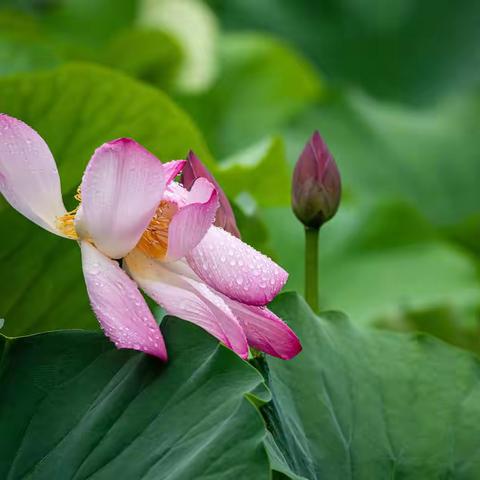 雨中荷花别样美