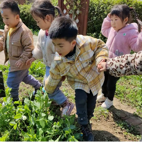 豌豆苗成长记