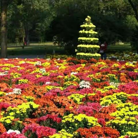九九重阳节，赏菊花！