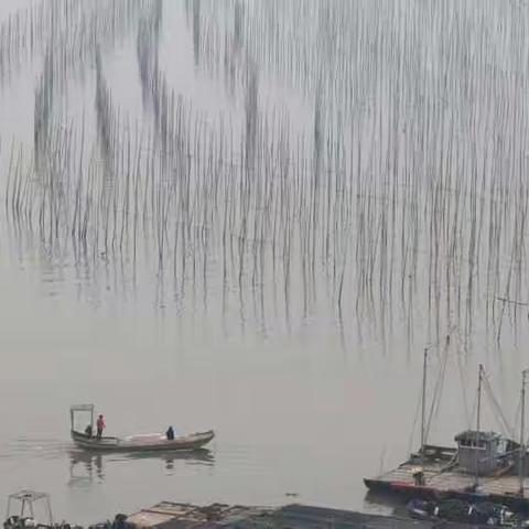霞浦沙江s湾与红树林。