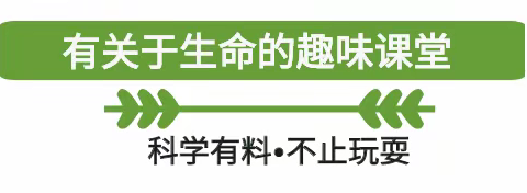 玩小创"哇"自然生命趣味课堂