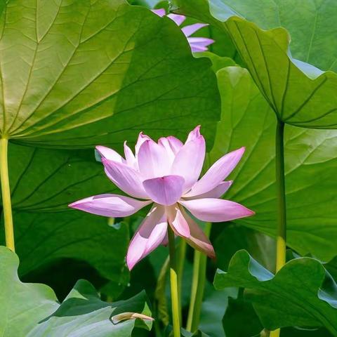 解家营小学第十四周教学简讯