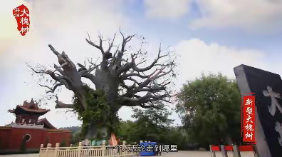 风雨沧桑王家崖（三）