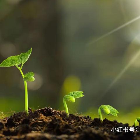 质量分析促反思，齐心聚力共提升——景谷镇小学2022学年上学期期末质量评估分析会