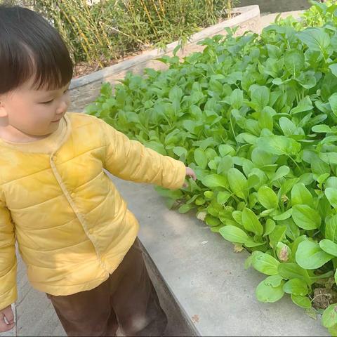 “参观植物园”主题活动——华师广水园混龄一班