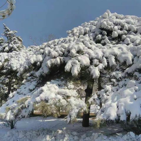 劳动公园的雪景