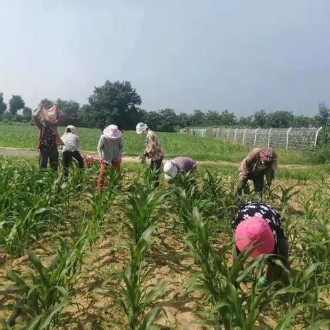 农业农村局7月8日工作动态