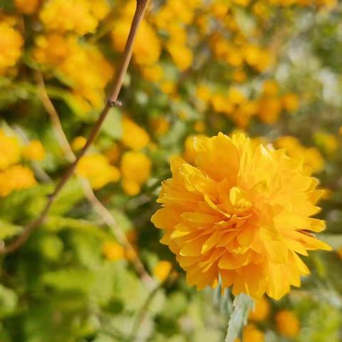 不负春光，快乐春游。 ✨✨