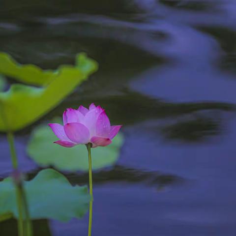 赏荷～～不辜负季节之美