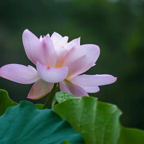 又是一年赏荷季