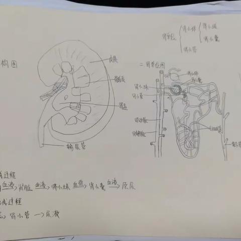 生物假期优秀作品展示