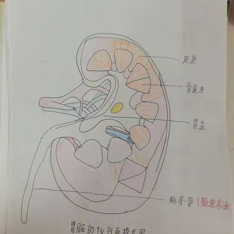 生物假期优秀作业展示