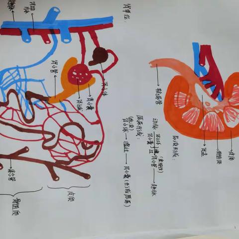 生物假期优秀作业展示