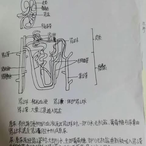 生物假期优秀作业展示