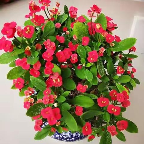 一束麒麟花
