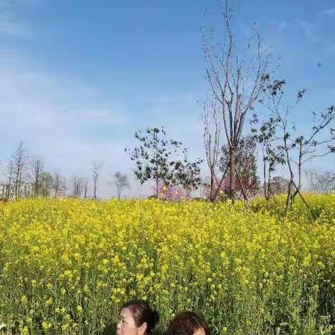 走，我们看油菜花去