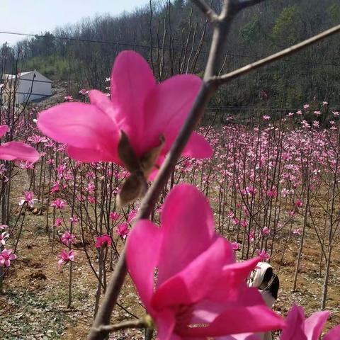 阳春三月，玉兰🌸开