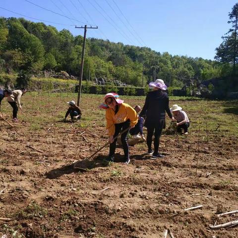 田地里面大伙忙，锄草果树一行行，停锄不觉手挥汗，打好扶贫攻坚战