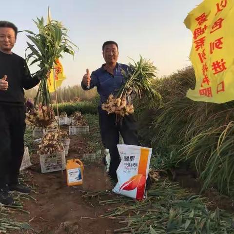 大姜培土，离不开翠姆！