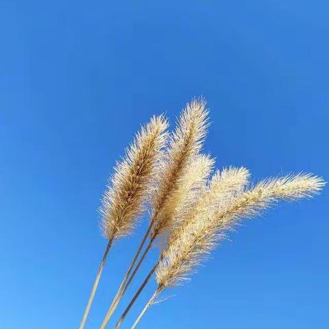 家校心连心 教育手牵手                     ——五年级组家访