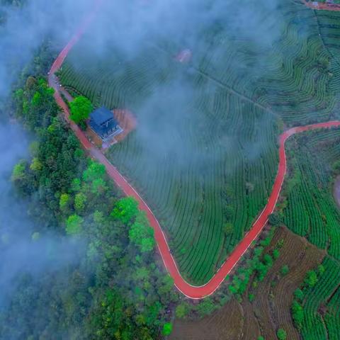 航拍 l 文成九龙山生态茶园