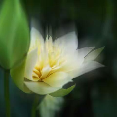 花之语｜仲夏荷花