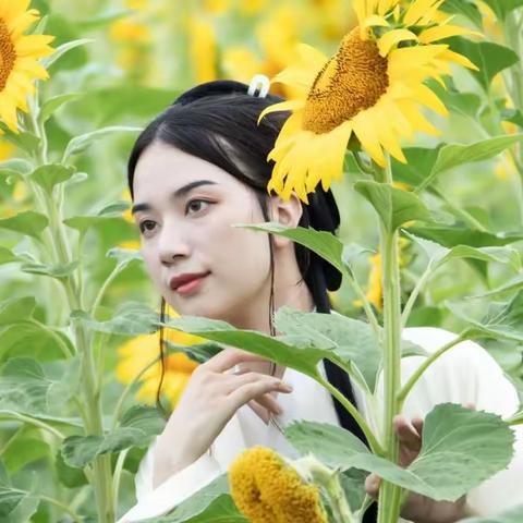 仲夏丨向阳花开