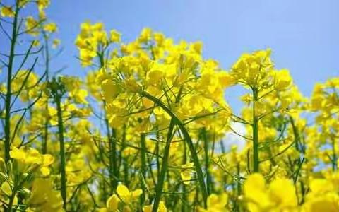 欣欣向荣的美篇