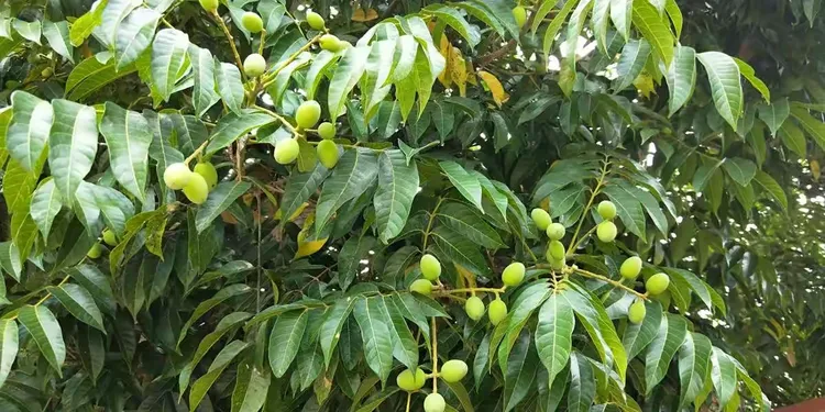 【新识1】橄榄 。别名:山榄、白榄、青果、黄榄、黄榔果。诗曰:青果当秋熟,评芳自岭南。花底一声莺,花