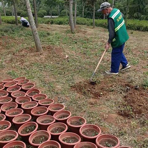 杜康文化公园培育千头菊