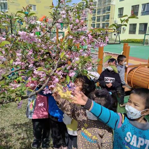 花儿朵朵开——中三班主题掠影