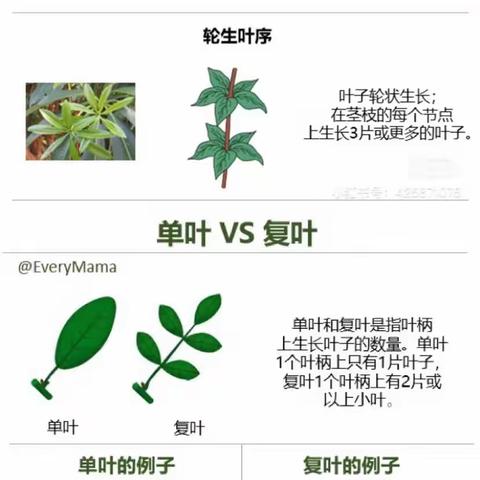 🍃树叶的宝藏笔记