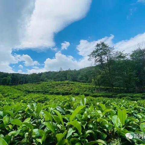 苍山里的小茶童