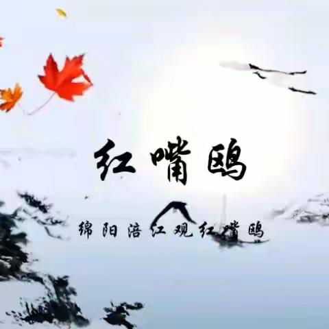 绵阳涪江观红嘴鸥  拍摄于2023年1月