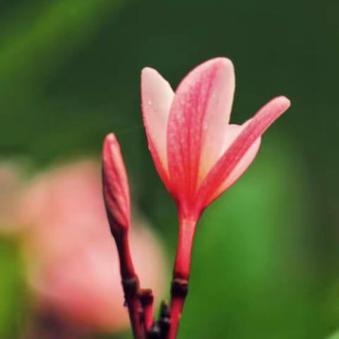 一花一草皆风景