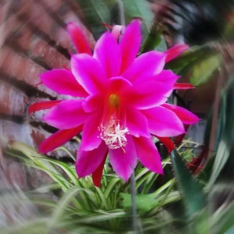 令箭荷花与仙人球花