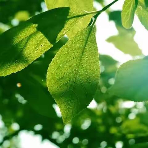 春光明媚 沁人心扉 丁集中心小学第四周工作总结