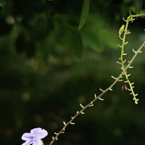 让美存在啊，别怕消失