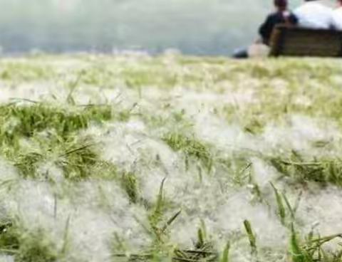 又到了柳絮纷飞的季节，怎么破？