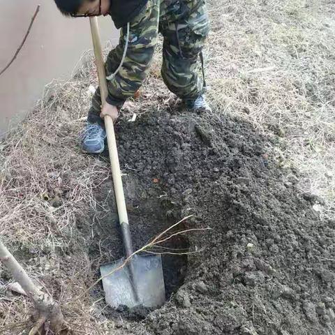 春光染绿我们双脚，植树节阜安小学五年级五班在行动！