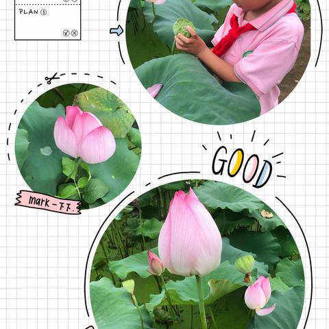 柳城小学七色花中队2020暑期“小城故事”之莲芽儿“四莲”劳动活动