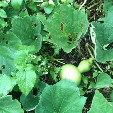 柳城小学“2021您好，暑假”之丁奕茹寻访小记