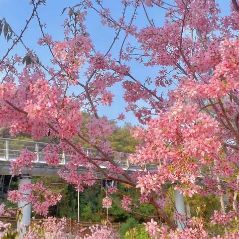 樱花谷