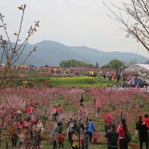 滕黄角的桃花开了